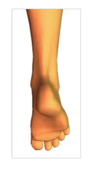 Phalangeal Flexion (2)