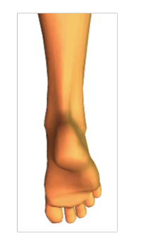Phalangeal Flexion (3)
