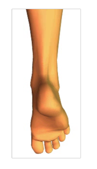 Phalangeal Flexion (4)