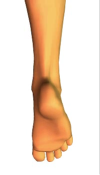 Plantar Flexion (3)