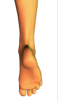 Plantar Flexion (4)