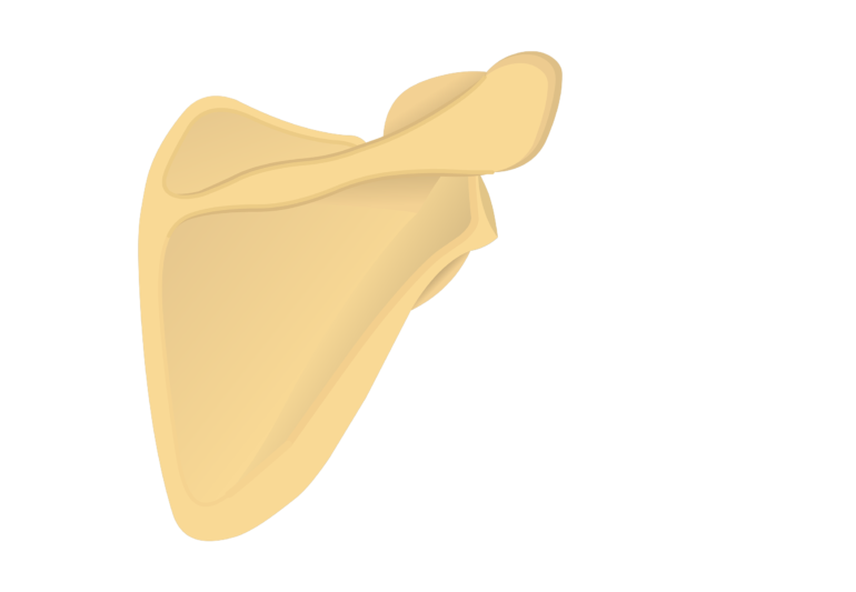 Scapula Bone - Posterior Anatomy