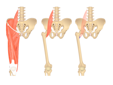 Image showing anterior muscles of the thigh, isolated Psoas Major muscle and attachments of Psoas Major