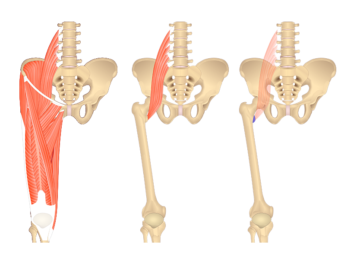 Muscles that act on the Anterior Thigh • Anatomy & Function