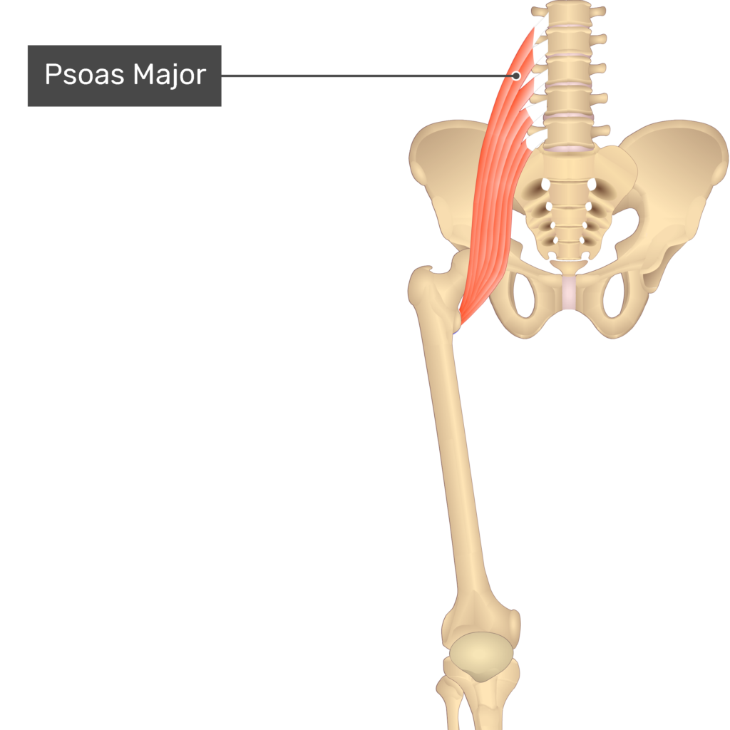 The anterior view of the thigh, pelvis and lower section of the vertebral column. The only visible labelled muscle is Psoas Major.