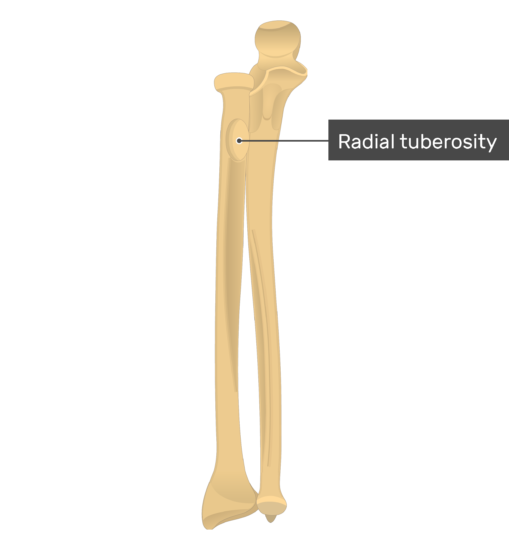 Radius and Ulna Bones Anatomy - Anterior Markings