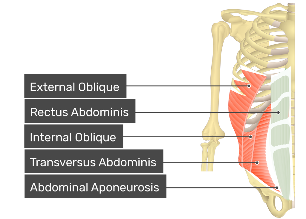 Rectus Abdominis Muscle Origin And Insertion