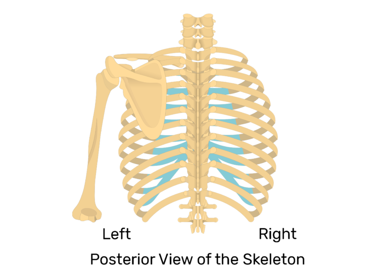 Scapula Bone - Introduction