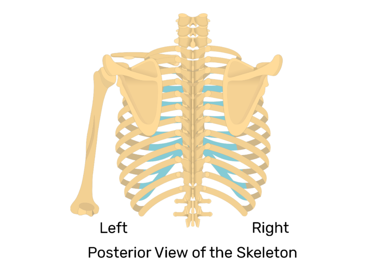 The posterior view of skeleton showing the left scapula and humerus with right scapula