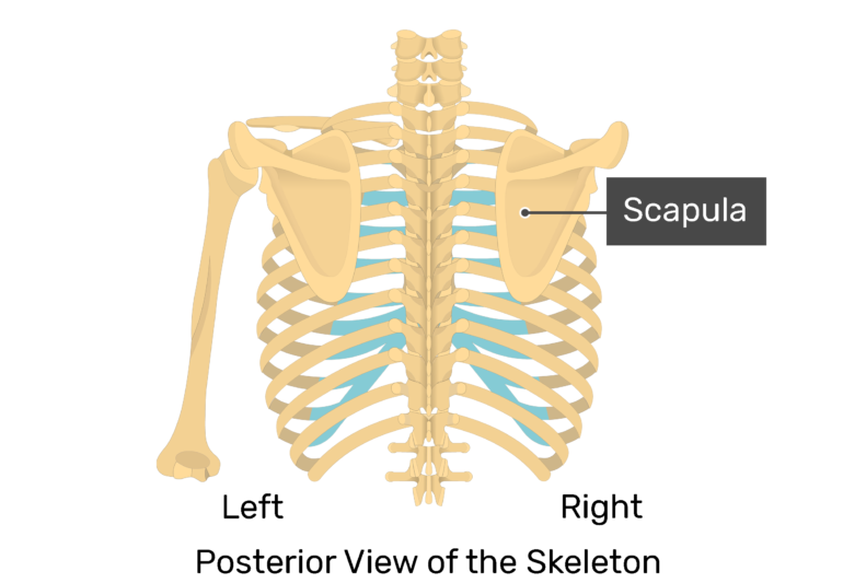 The posterior view of skeleton showing the left scapula and humerus and labeled right scapula