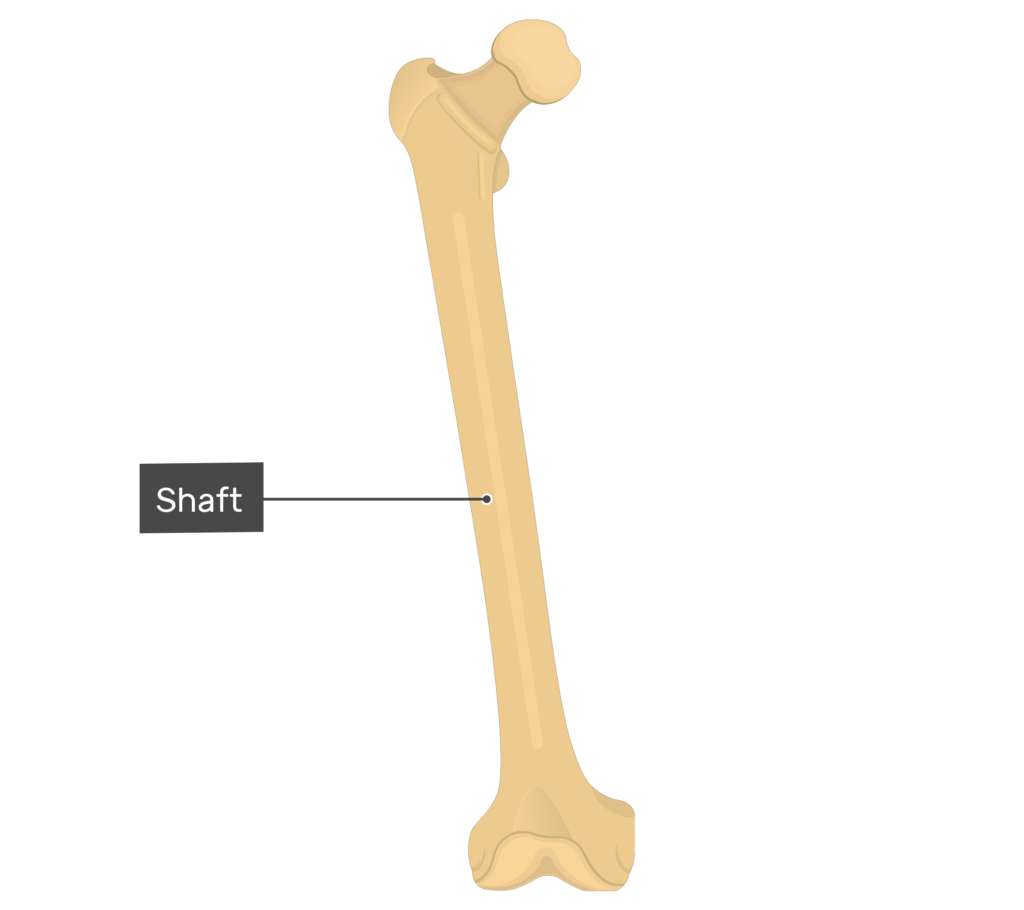 Фемур кость. Femur Oris. Femur Breaker. Кости боковые. Go bone