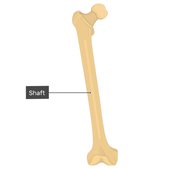 Femur Bone - Anterior Markings