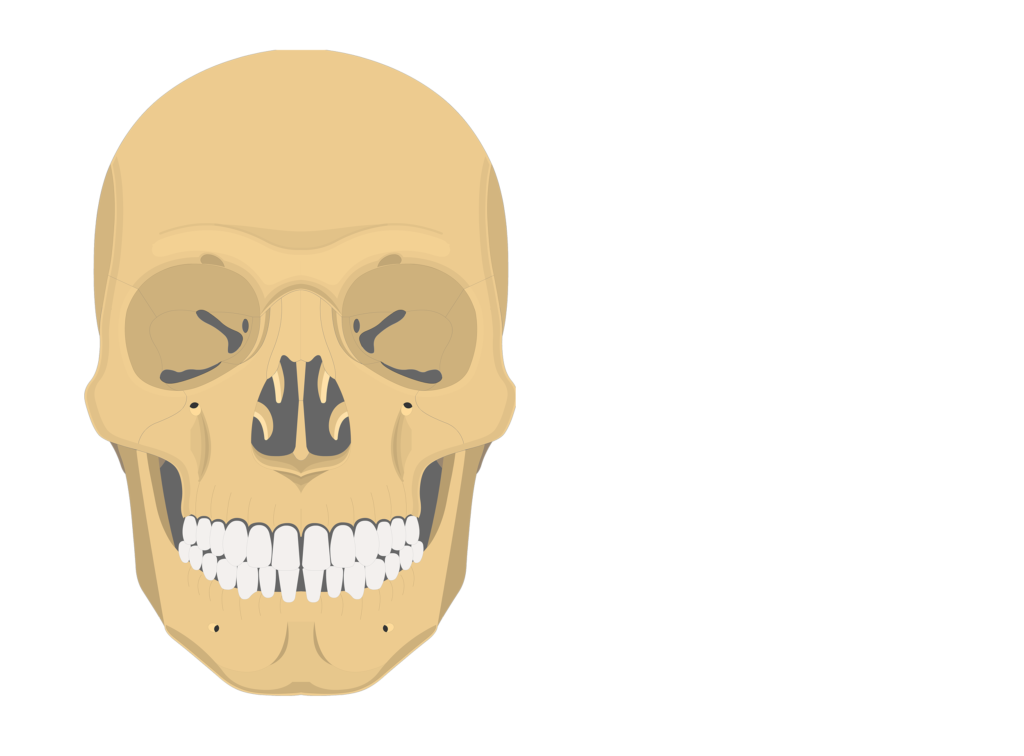 Skull Bone Anatomy - Anterior View