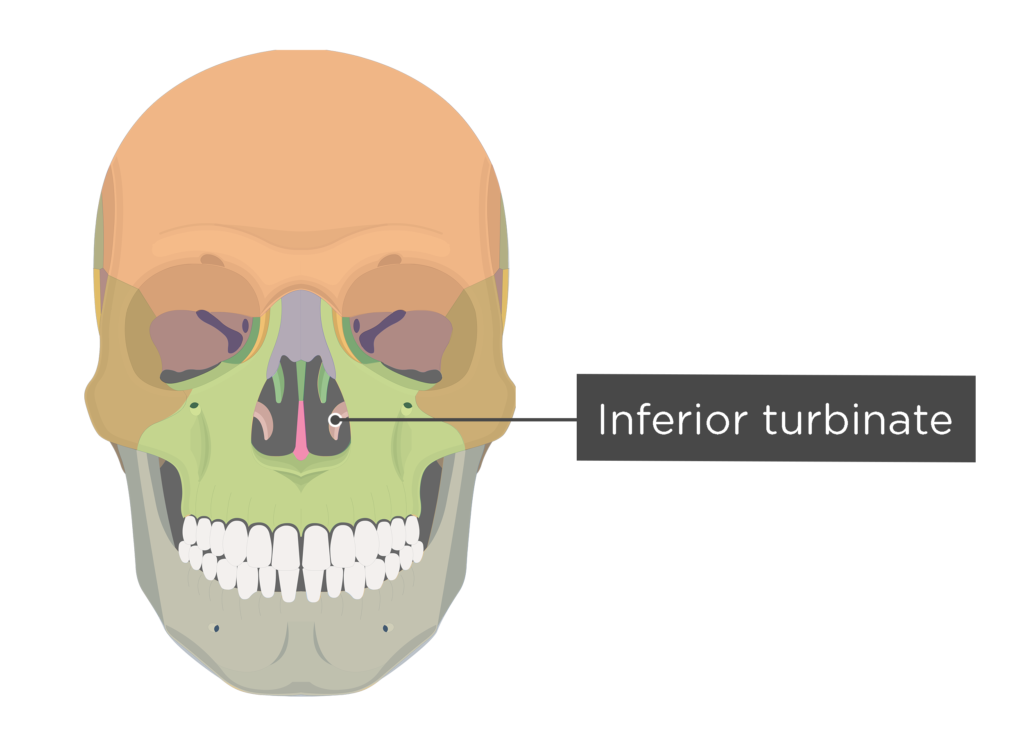 Skull bones - anterior view - inferior turbinate - divisions