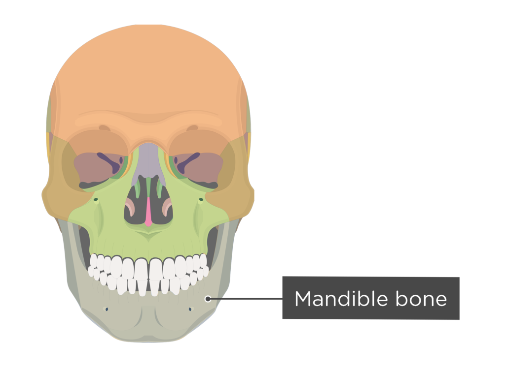 Skull bones - anterior view - mandible - divisions