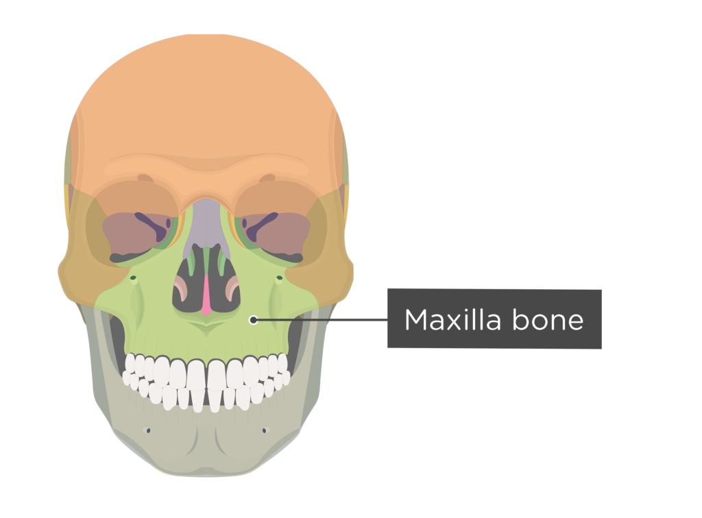 Skull bones - anterior view - maxilla bone - divisions