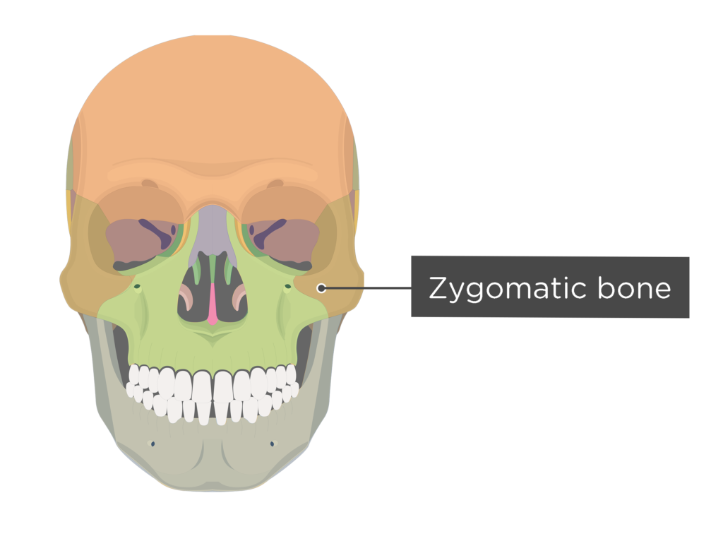 Skull bones - anterior view - zygomatic bone - divisions