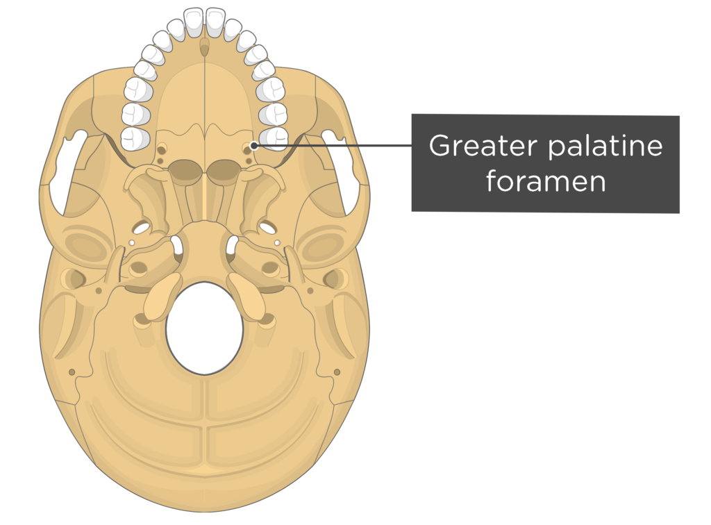 Skull markings - inferior view - greater palatine foramen