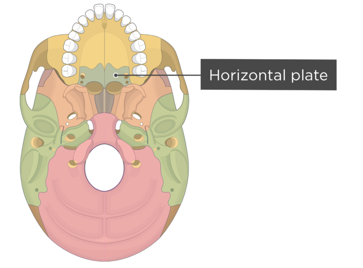 Skull Bone Markings Inferior View Part 1 GetBodySmart