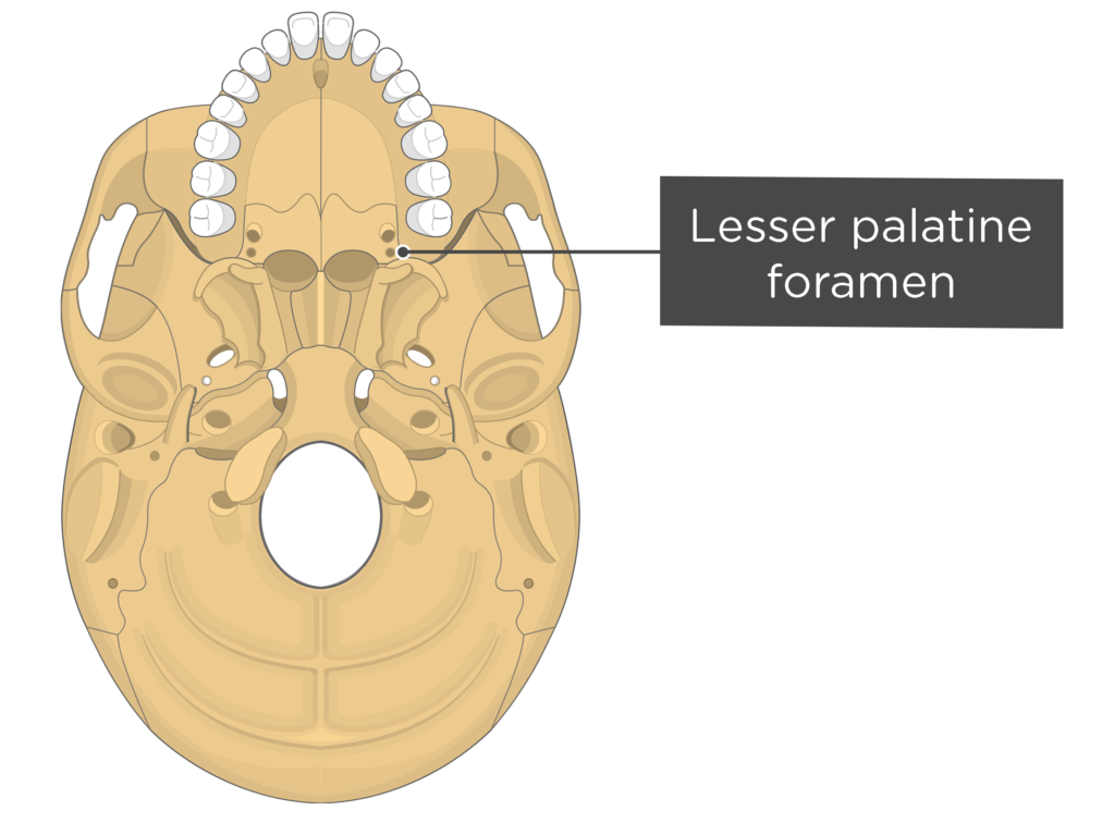 Skull markings - inferior view - lesser palatine foramen