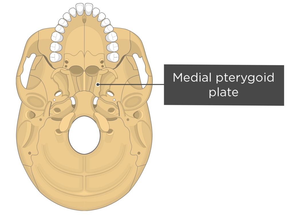 Skull markings - inferior view - medial pterygoid plate