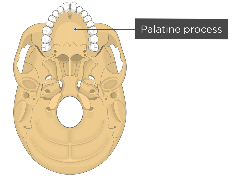 Skull markings - inferior view - palatine process