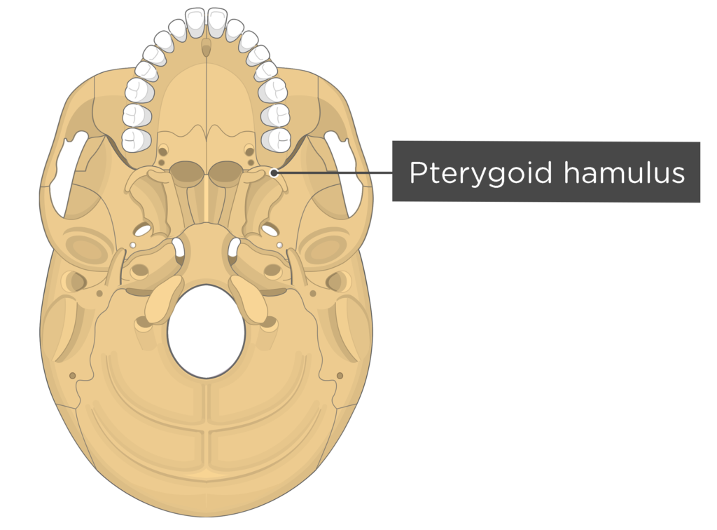 Skull markings - inferior view - pterygoid hamulus