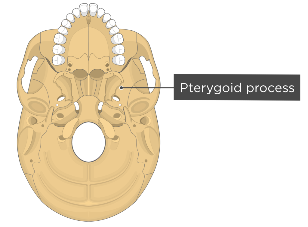 Skull markings - inferior view - pterygoid process