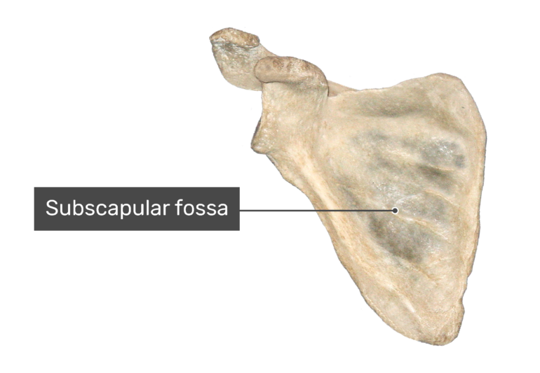 Scapula Bone - Anterior Anatomy