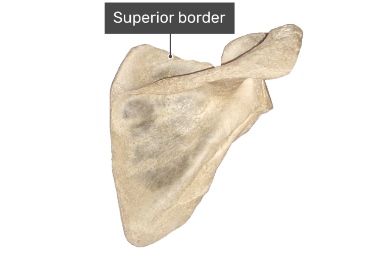 skotsk aflange minimum Scapula Bone - Posterior Anatomy