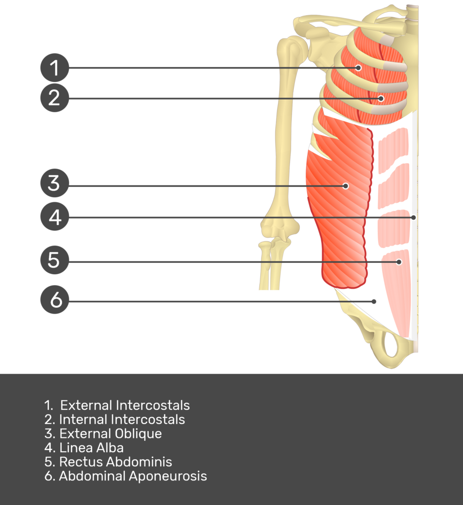Rectus abdominis: anatomy and function