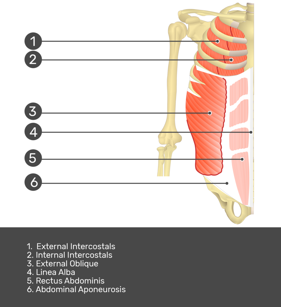 https://www.getbodysmart.com/wp-content/uploads/2017/08/Test-yourself-rectus-abdominis-6b-939x1024.png