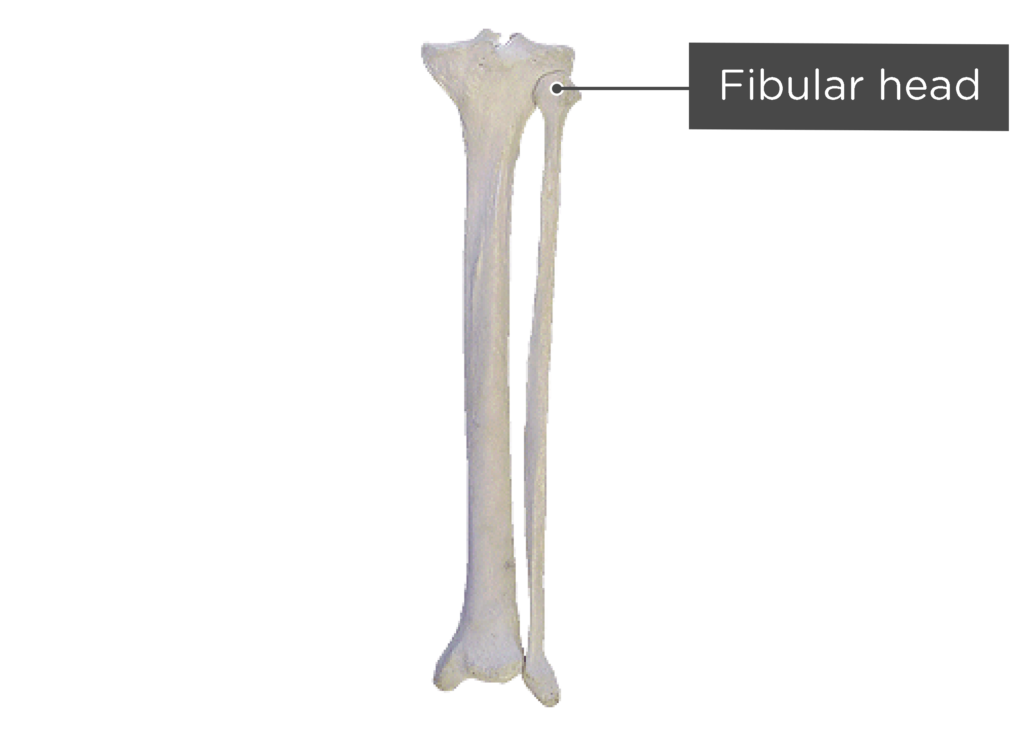 Tibia and fibula: anatomy and labeled diagram | GetBodySmart