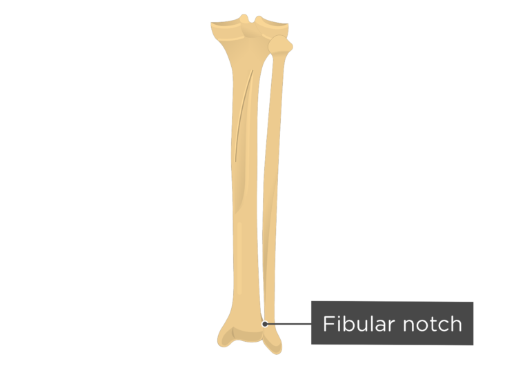 Tibia and Fibula Bones Posterior View