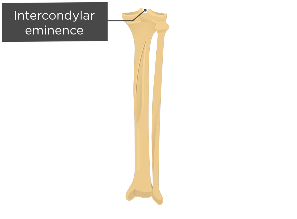 Tibia and fibula - intercondyle eminence - posterior view