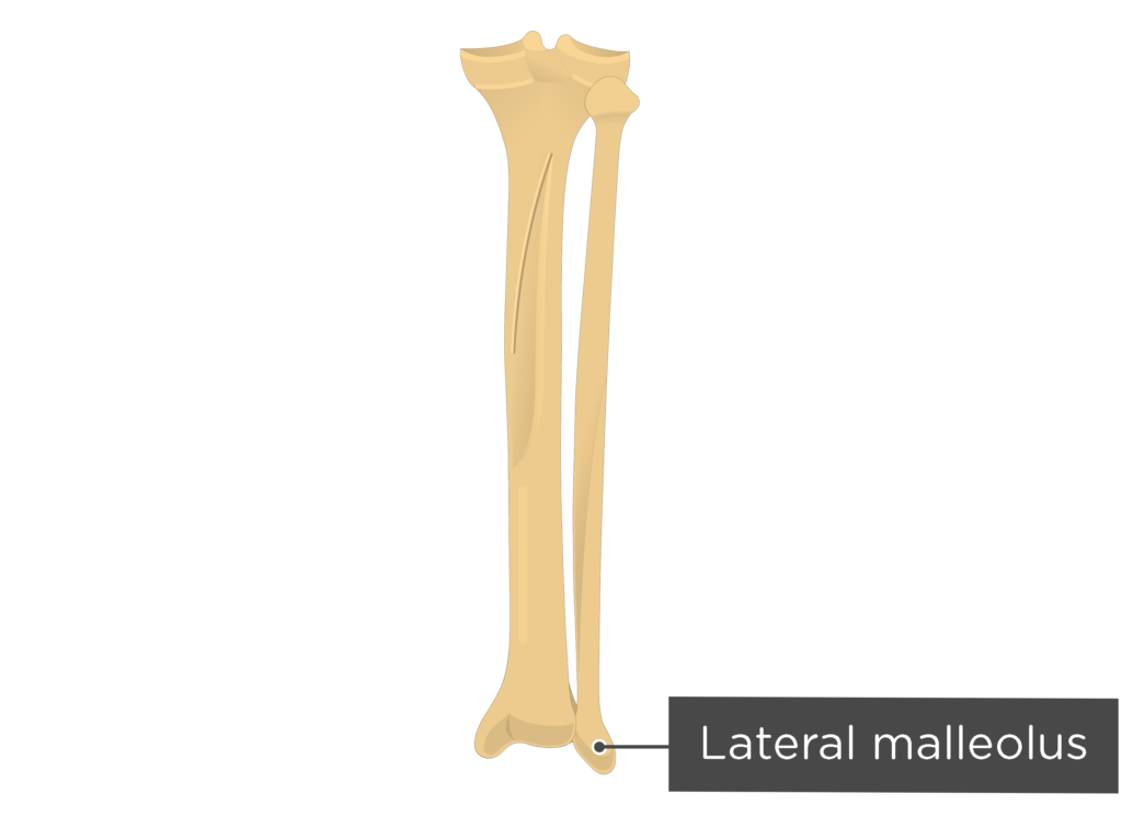 Tibia and fibula anatomy and labeled diagram GetBodySmart