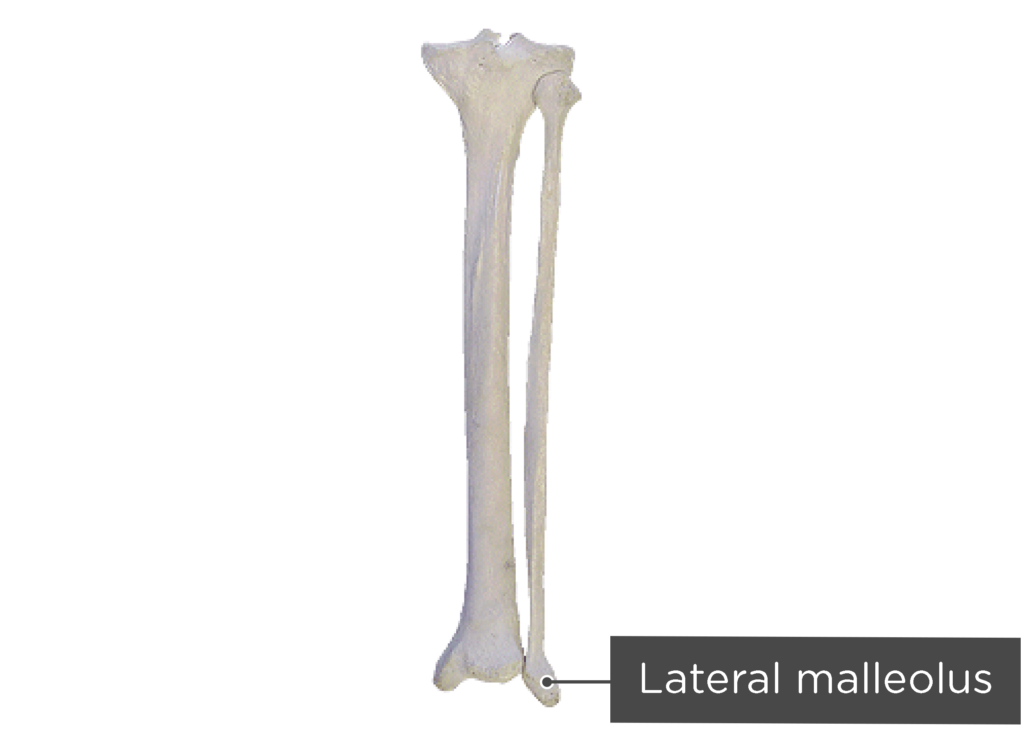 Tibia and fibula anatomy and labeled diagram GetBodySmart