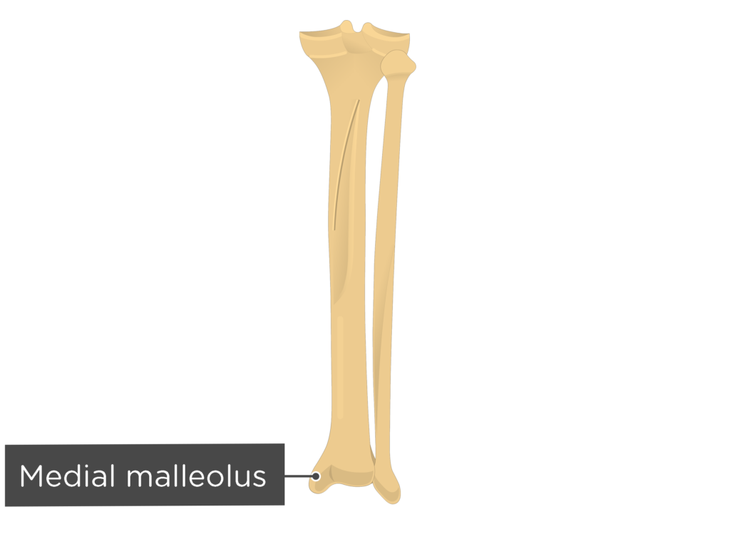 Tibia and fibula: anatomy and labeled diagram | GetBodySmart