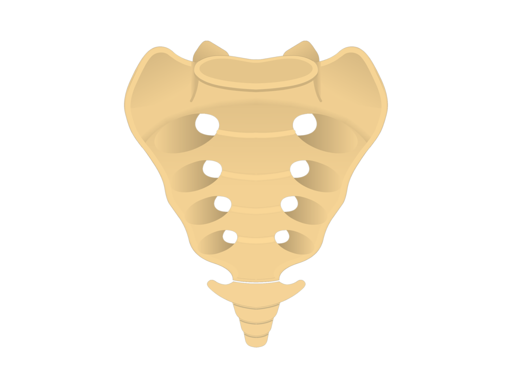 Anterior view of the sacrum and coccyx