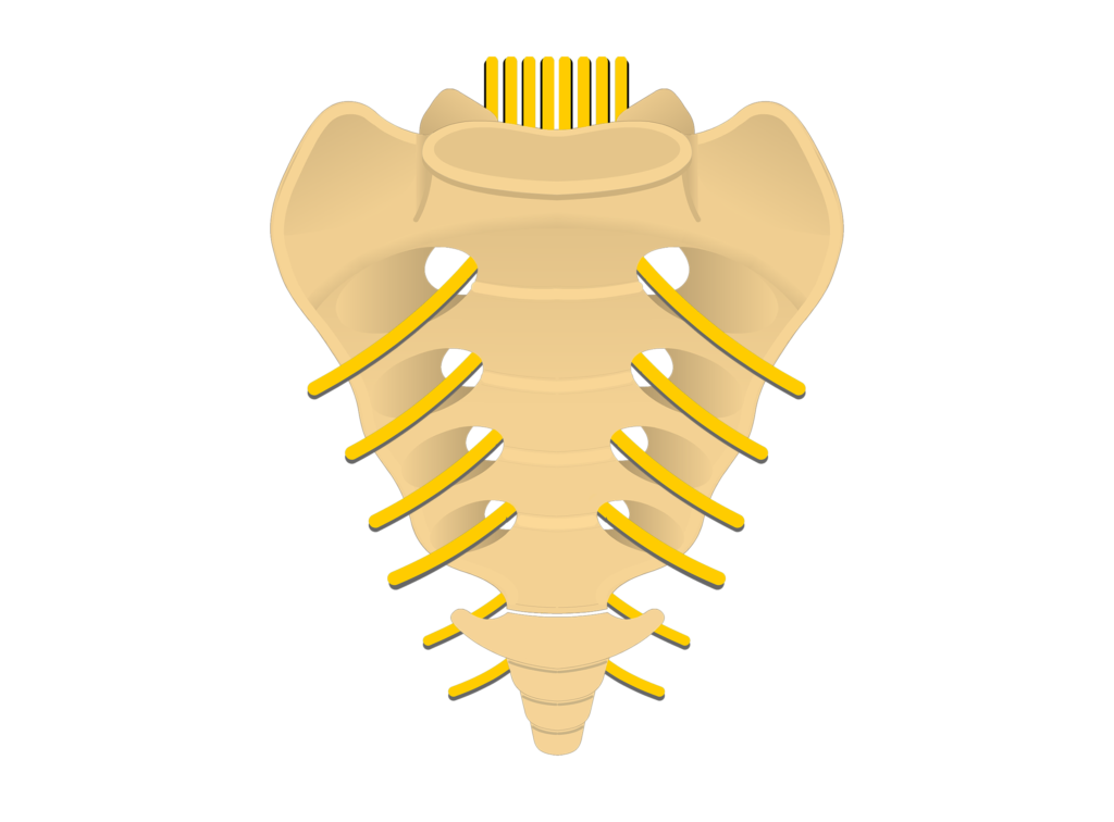 Anterior view of the spinal nerves passing through the anterior sacral foramina