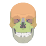 anterior skull bones - featured image