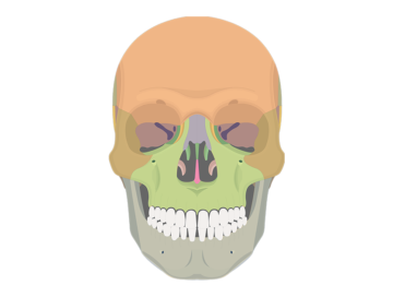 anterior skull bones - featured image
