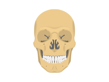 anterior skull markings - featured image