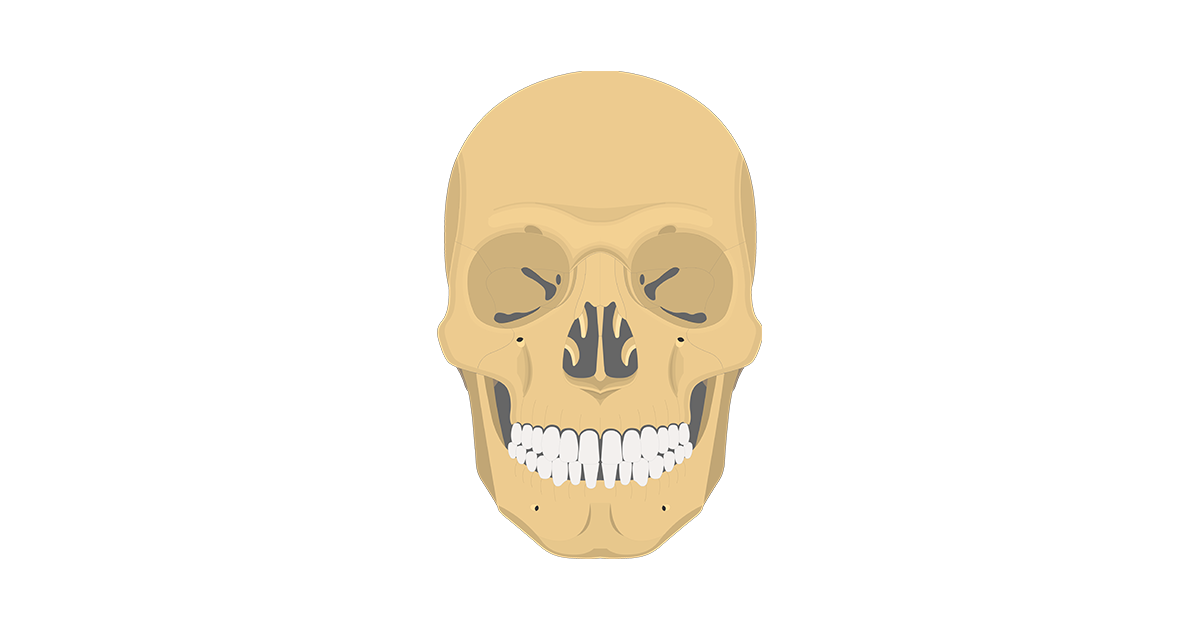 Skull Bones Review â€¢ Anatomy