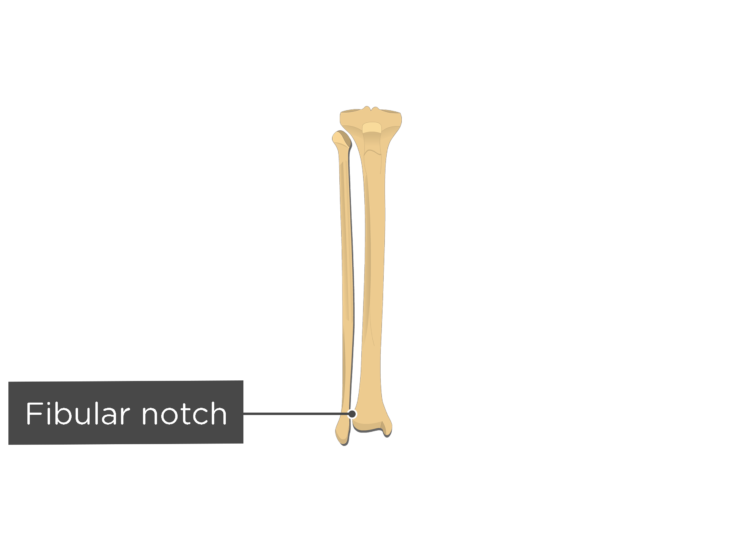 Tibia and Fibula Bones Anterior View