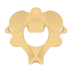 Superior view of the axis bone (C2)