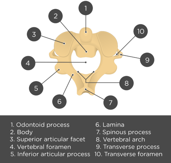 Axis Bone Anatomy GetBodySmart