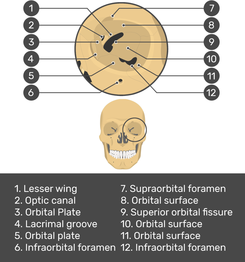 The Skull Bones - Orbital View