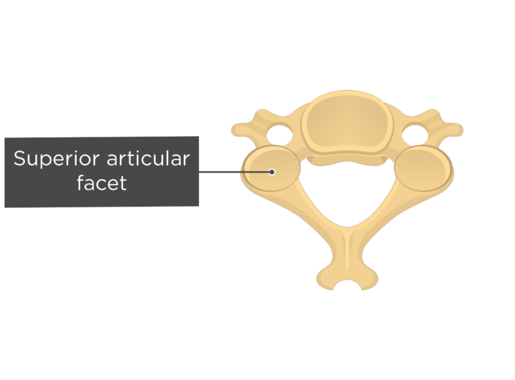 Cervical Vertebrae Anatomy