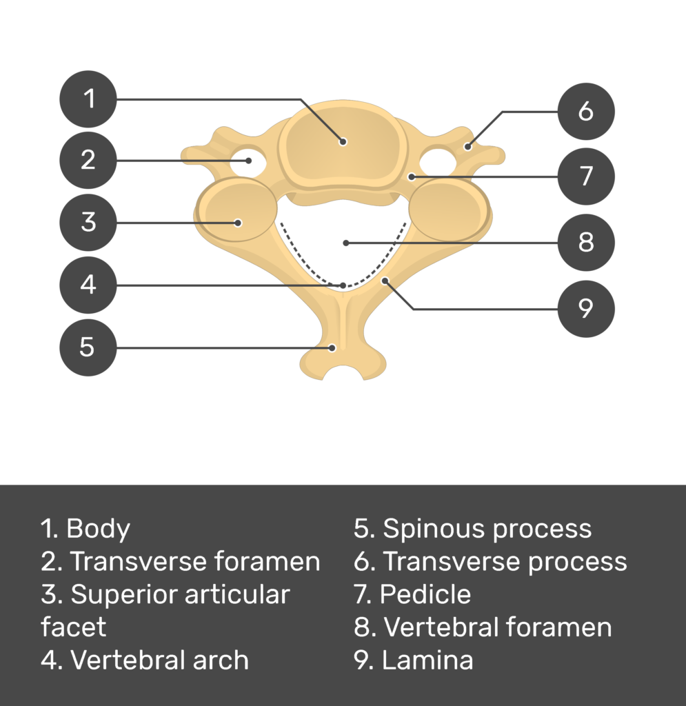 Axis Vertebra Superior View